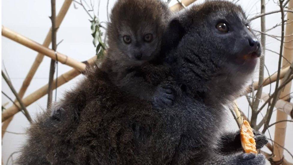 Alaotran Gentle Lemurs