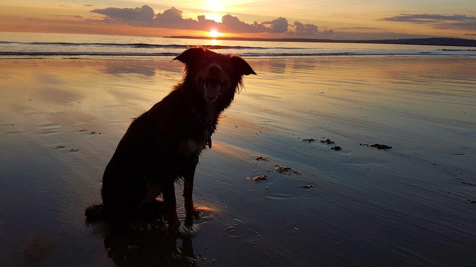 Smidge the dog at Aberavon beach at sunset