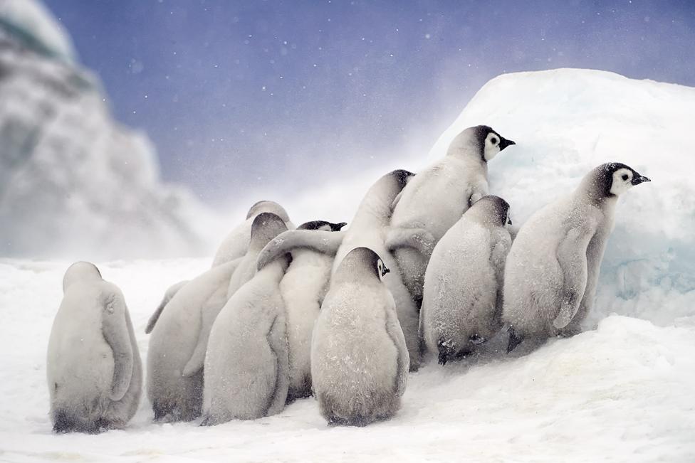 Penguin chicks huddled together at Snow Hill in Antarctica, October 2018.