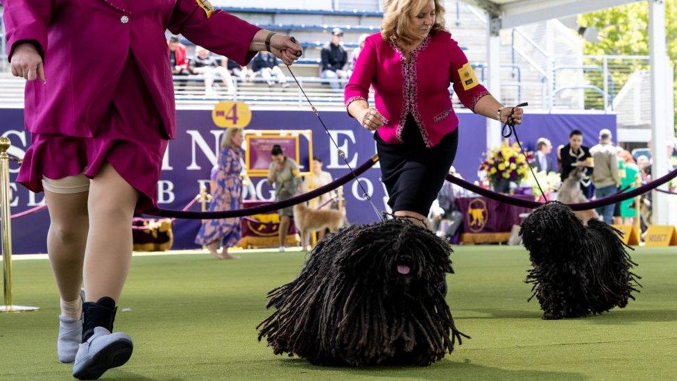 Dogs at Westminster Dog Show