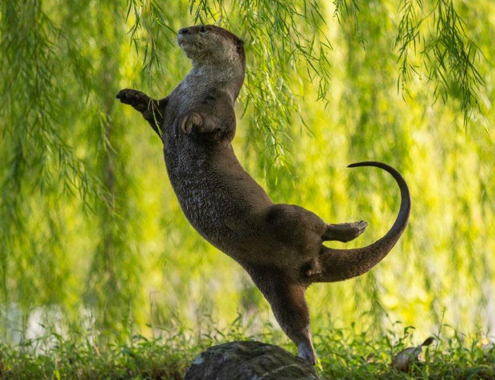 An otter posing as a ballerina