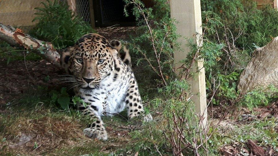 Amur leopard Freddo