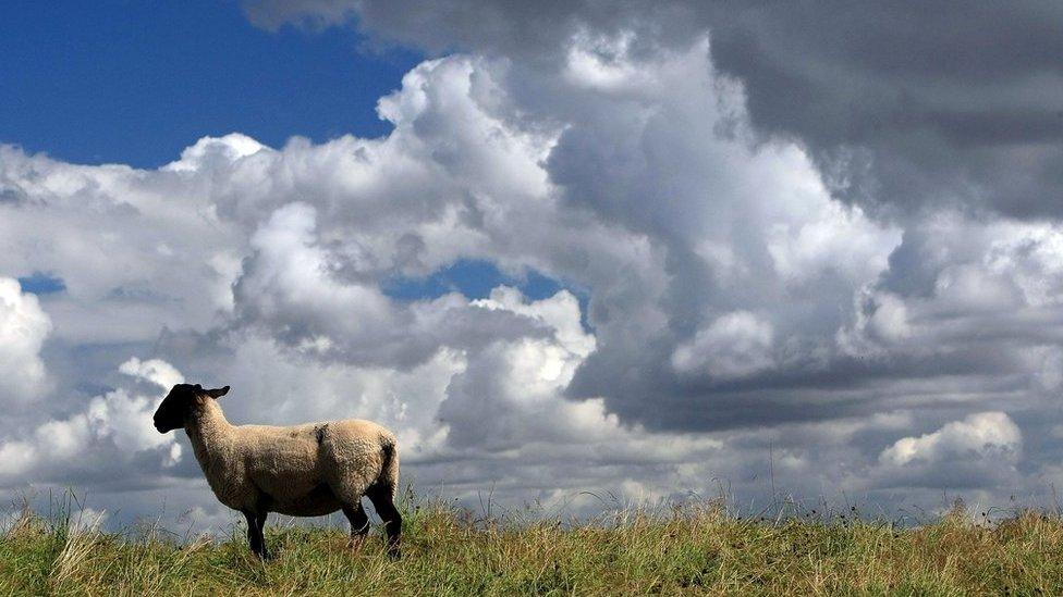 Sheep