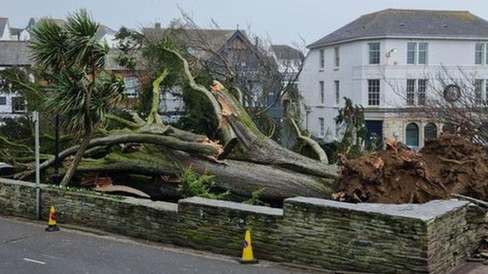 Huge tree down in Bude centre