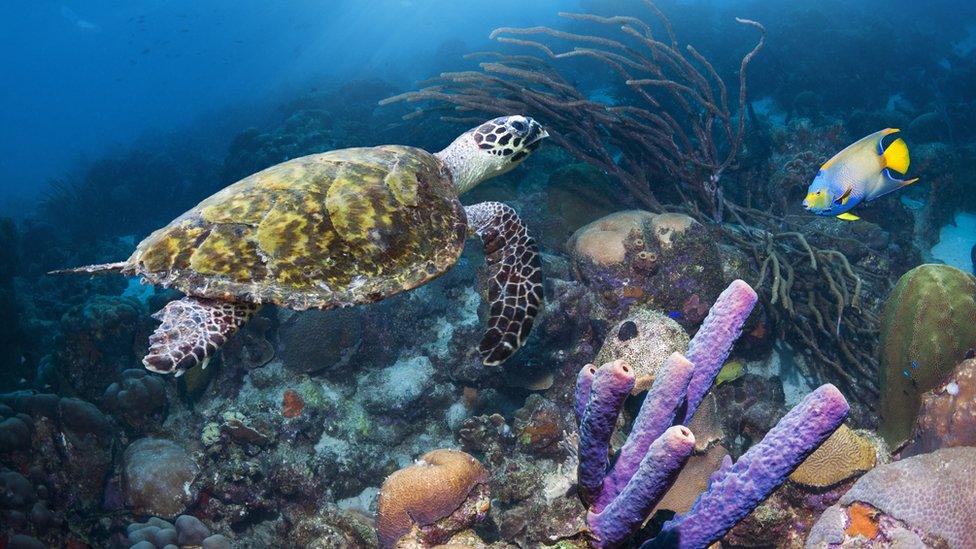 Sea-turtle-swimming-over-coral-in-the-Caribbean