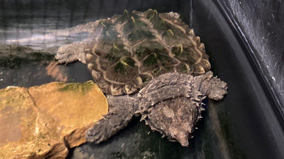 A snapping turtle being cared for at the refuge