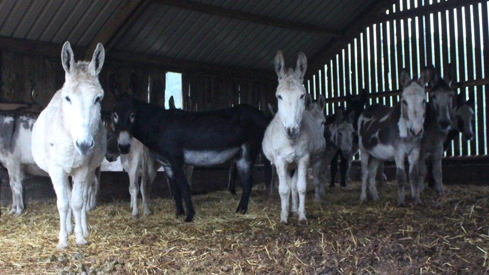 The donkeys on the farm