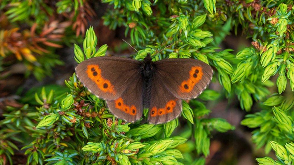 scotch argus butterfly