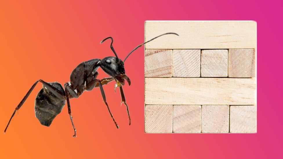 Ant and Jenga