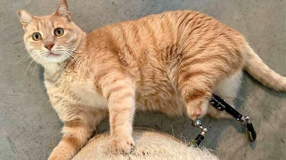 Vito, or Vituzz, seen at home with his two prosthetic rear legs