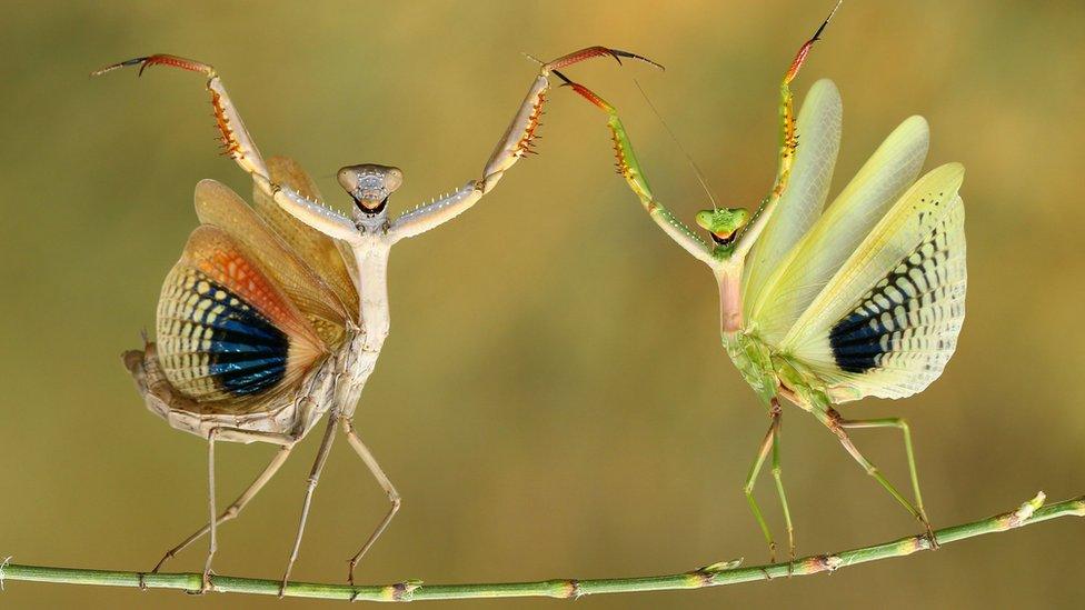 Praying mantis