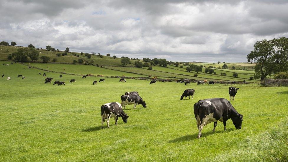 Cows in a field.