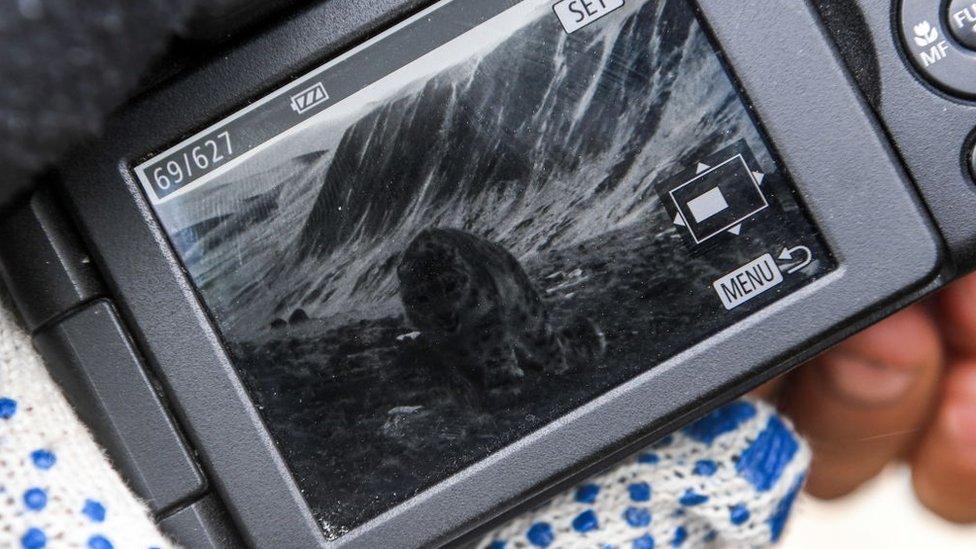 Snow Leopard caught on camera