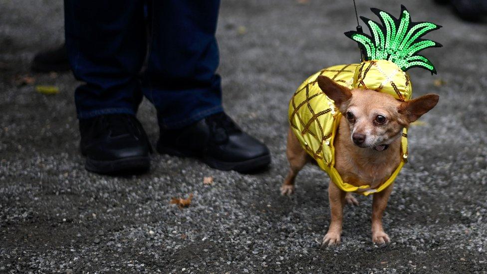 pineapple costume