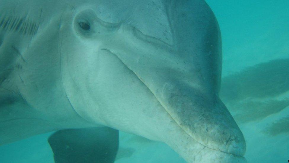 Picture of bottlenose dolphin Jojo