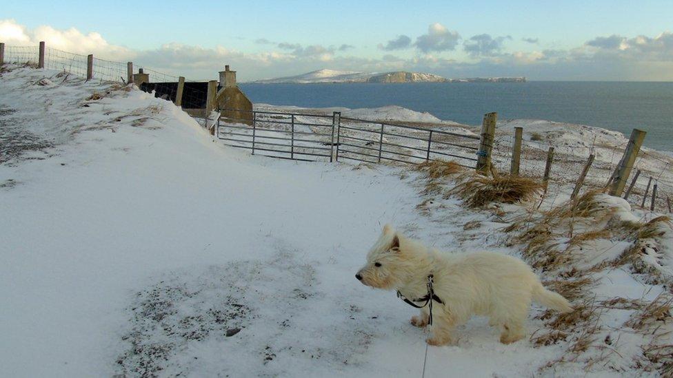 Dog walking on snow