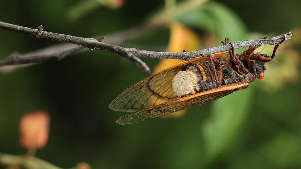 Cicada on a twig