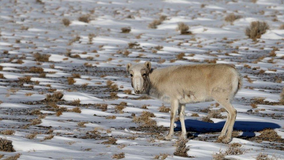 Saiga (c) WCS