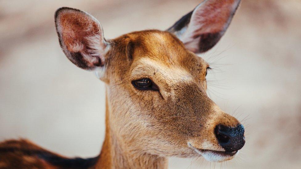 A generic image of a deer