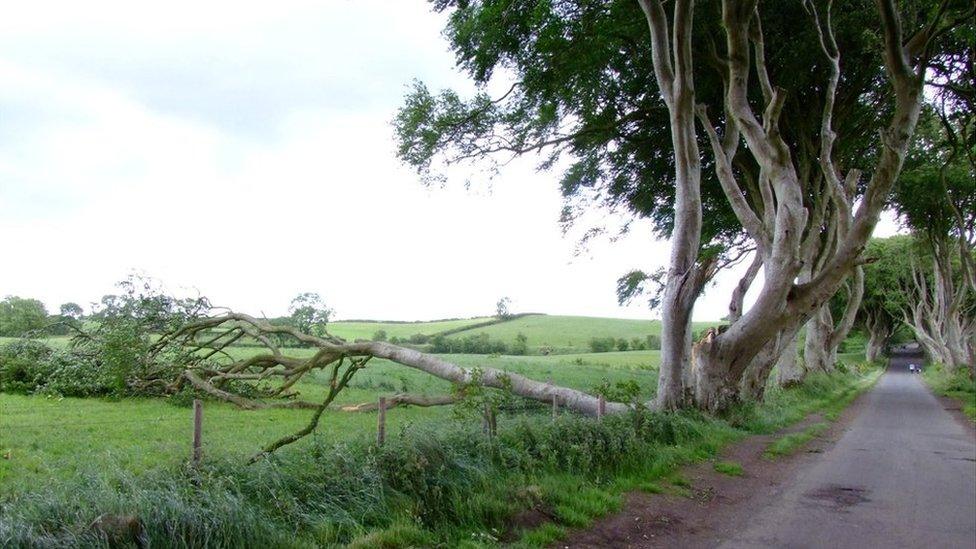 Trees damaged in Storm Hector at Dark Hedges