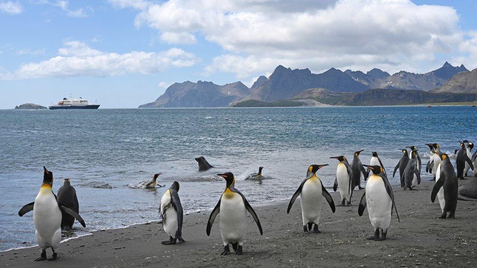 Penguins in South Georgia