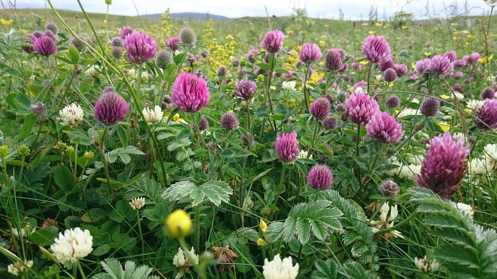 Machair