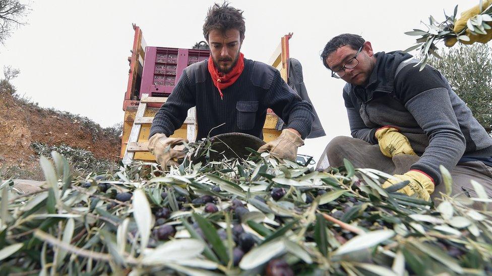 Spanish olive farmers