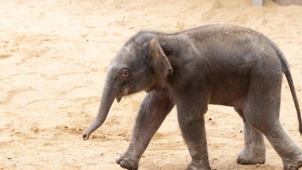 Asian-elephant-calf-born-at-zoo