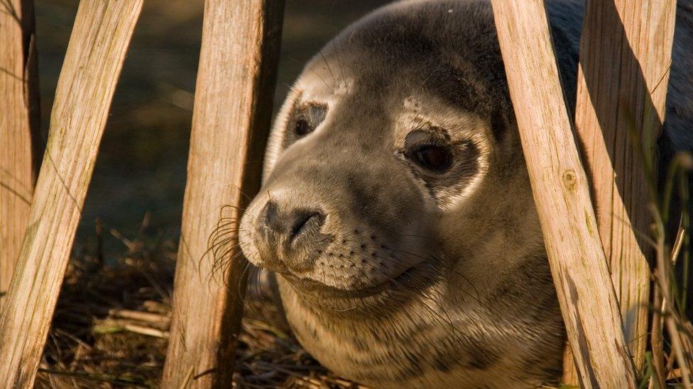 Seal at Donna Nook