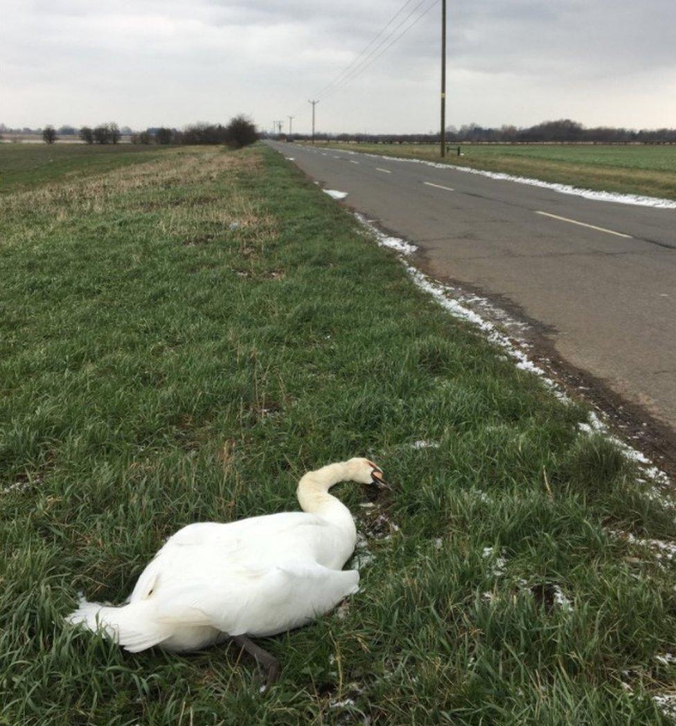 Dead swan