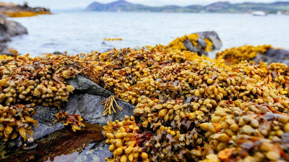 Seagrass on Welsh coast