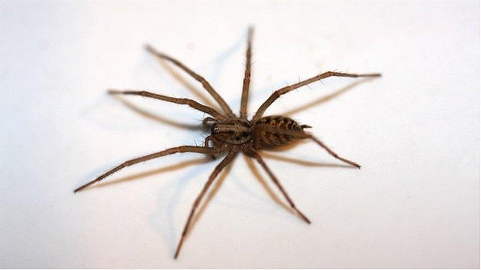 House spider