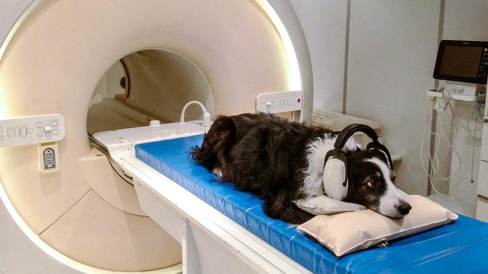 Kun-kun in an MRI brain scanner