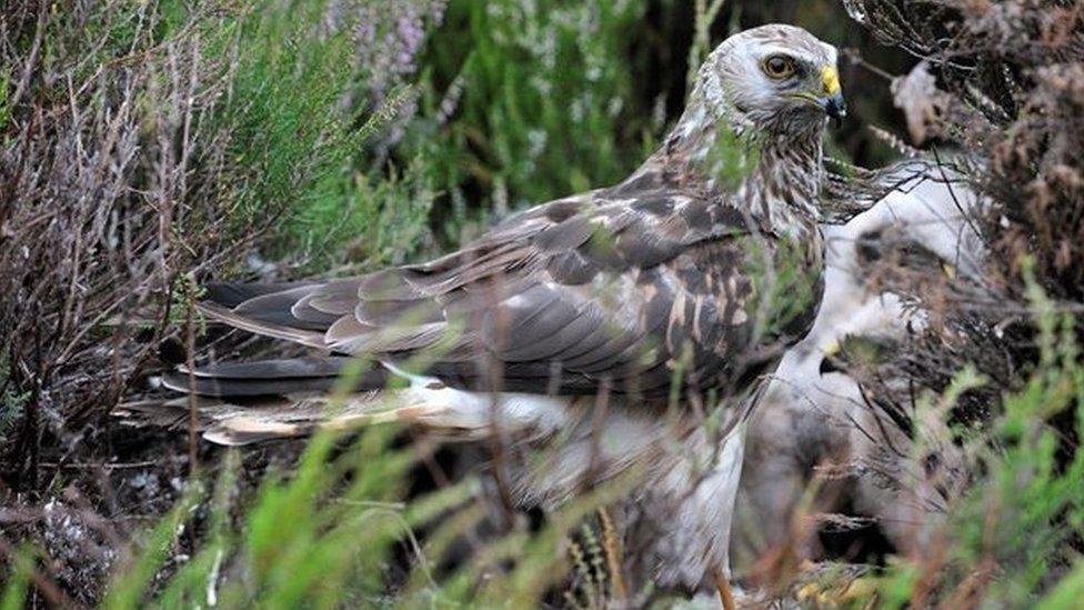 Hen harrier