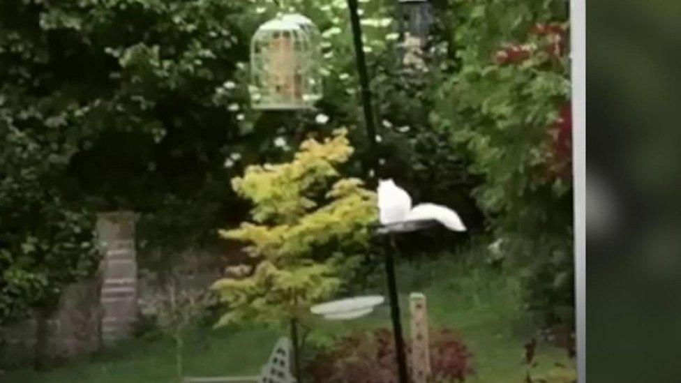 White squirrel