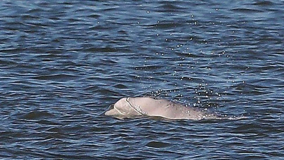 Benny the beluga whale