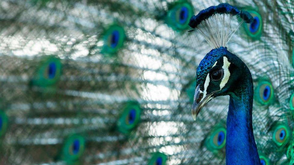 Peacock with his tail feathers spread