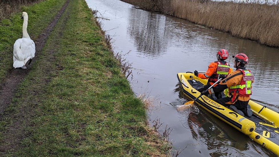 The rescued swan with two fire crew in a boat