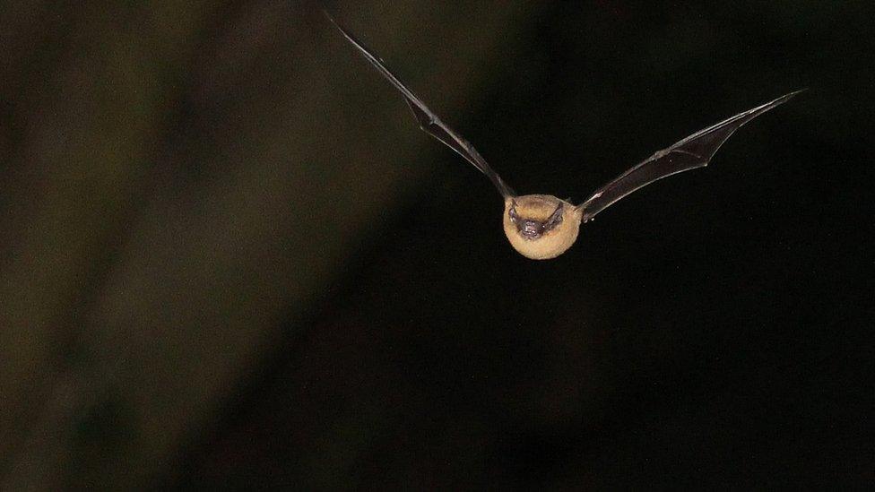 Pipistrelle bat