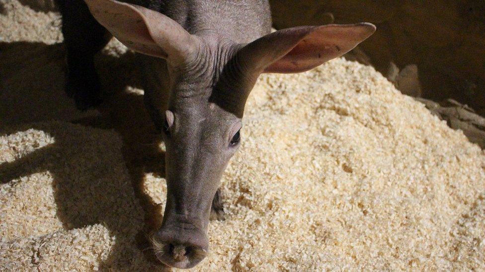 Afer the aardvark