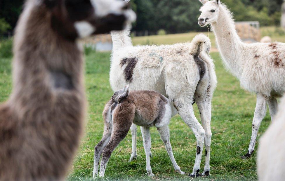 Llamas (c) University of Reading