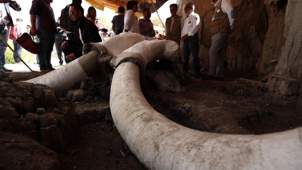 A close up on the tusk of a mammoth skull