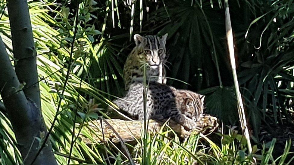 Fishing cat Freya with new baby