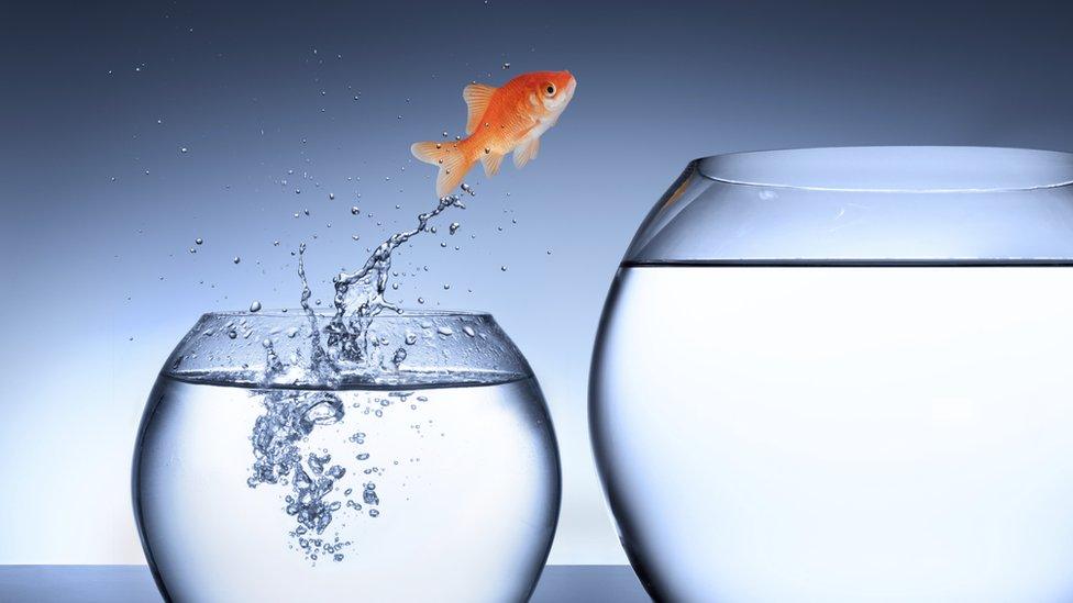 Goldfish leaping into bigger bowl