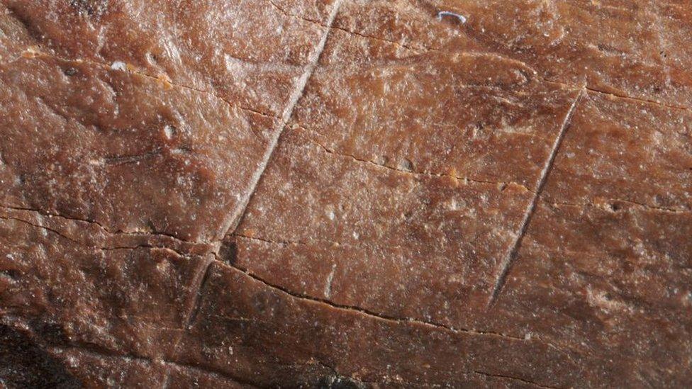 A close up photo of small shallow cuts on the surface of a cave bear's foot bone