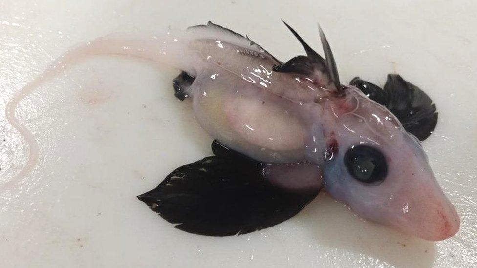 A newly-hatched deepwater ghost shark