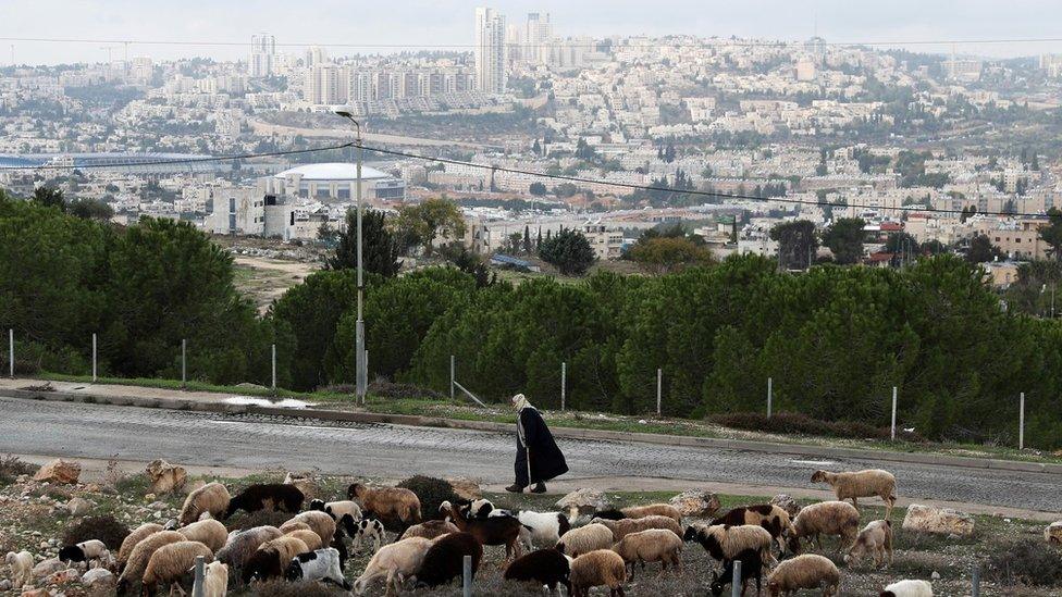 Cattle graze as a man walks by in the Givat Hamatos area near East Jerusalem (15 November 2020)