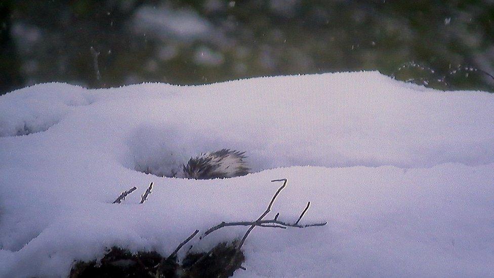 EJ in nest