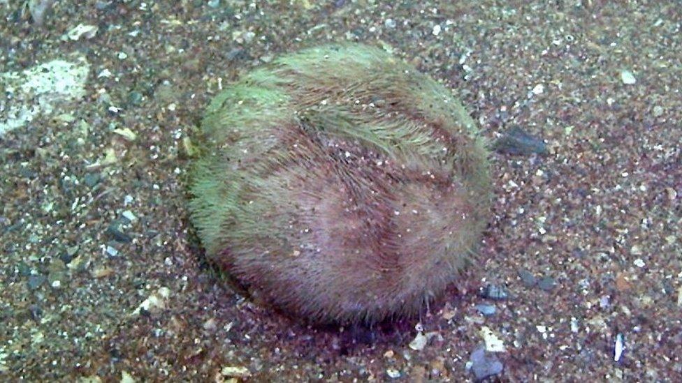 Burrowing sea urchin