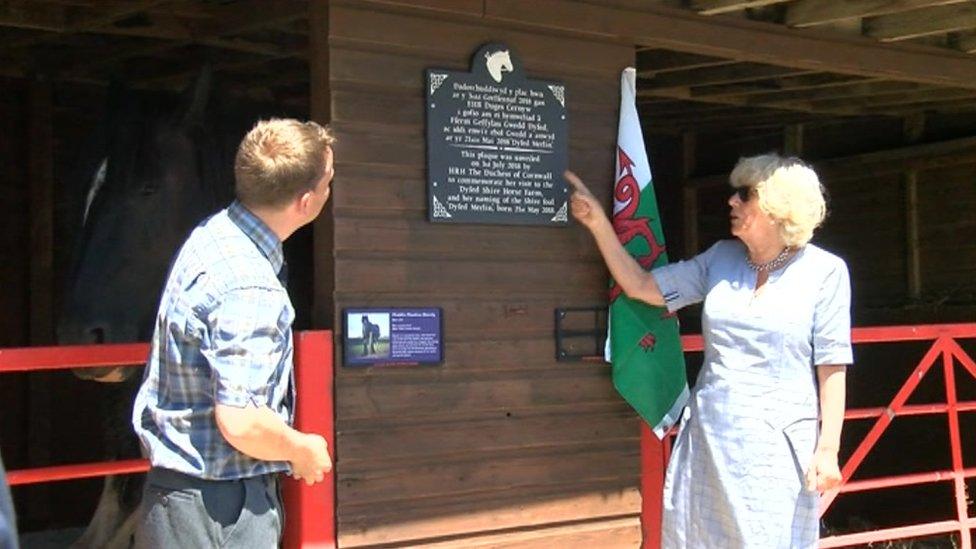 The Duchess of Cornwall unveiling a plaque at Dyfed Shire Horse Farm